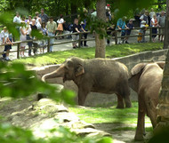 Nuremberg Zoo, copyright Congress- und Tourismus-Zentrale Nrnberg