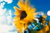 Sunflower under blue skies; Copyright DZT, Photo by D. Geiger