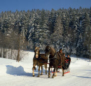 Hinterzarten/Upper Black Forest: sledging, Germany; copyright: Alwin Toelle