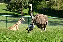 Opel Zoo in Kronberg