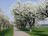 Fruit trees in blossom on the Asparagus Route