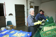 Asparagus peelers at work