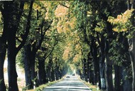 Beneath the trees on the Avenues Route