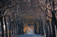 Autumn on the Avenues Route
