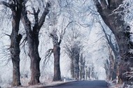 Hoar frost on the ancient trees along the Avenues Route