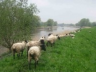 Grazing sheep by the river Oste