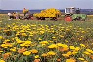 People loading a tractor with freshly harvested yarrow