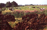 Peat dug from Klostermoor on the Fen Route