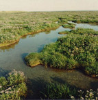 Waterways between the salt marshes