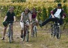Four cyclists in the vineyards