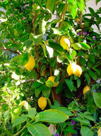 Lemon tree in fruit in Neustadt