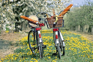 Two abandoned bikes with lunch in their baskets