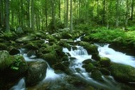Fast-flowing forest stream