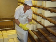 Cheeses are put into storage to mature