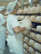 Turning the cheeses in the maturing chamber