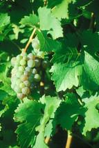 White wine grapes ripe for picking