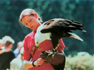 Falconer rewards her African fish eagle