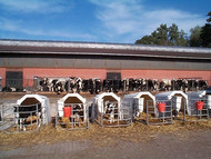Real dairy farm calves in their individual shelters
