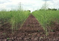Typical post-harvest asparagus field with green asparagus ferns