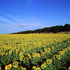 Sunflower field along the Oranje Route