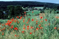 Flowering poppies along the Osning Route