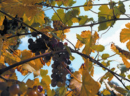A bunch of grapes ripens in the sun amidst autumnal foliage