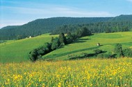 The rolling hills and lush valleys of the Black Forest