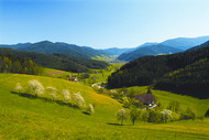 The wooded hills of the Simonswald Valley