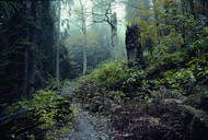 In the Bavarian Forest National Park