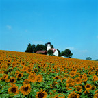 Field of sunflowers with church