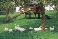 Farm with geese
