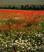 Meadow with poppies and daisies
