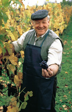 Winegrower in his vineyard during the red grape harvest
