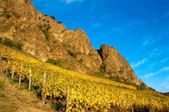 Steep vineyard under a cliff in the Nahe region