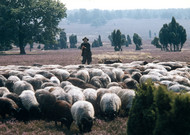 Shepherd with his flock on Lüneburg Heath