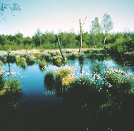 Moorland scenery with white flowering moor grasses ? Photo: Tourismusverband Lüneburger Heide e.V