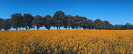 Large flowering field of rapeseed along a tree-lined avenue