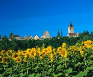 A sunflower field in the Neckar valley with Bad Wimpfen in the background