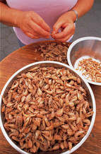 Shelling prawns by hand - Photo: Tourismus Marketing Niedersachsen GmbH