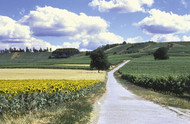 A path by a sunflower field in the Palatinate