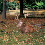 A stag resting in the forest