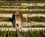 View of the typical dry stone walls and vineyard huts between the rows of vines