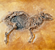 A fossilised prehistoric horse found in the rock