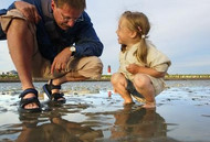 Mussel collecting on the coastal mudflats