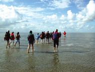 Group on a walk across the mudflats