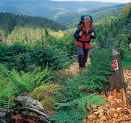 Hikers on the Rothaarsteig trail against a background of wooded hills