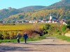 Hambach Castle with vineyards in the foreground