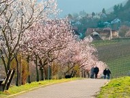 Walkers amid almond blossoms near Neustadt an der Weinstrasse in the Palatinate