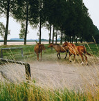 Münsterland, copyright Presseamt Stadt Münster