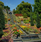 Carpet of flowers ascending a slope on Mainau Island